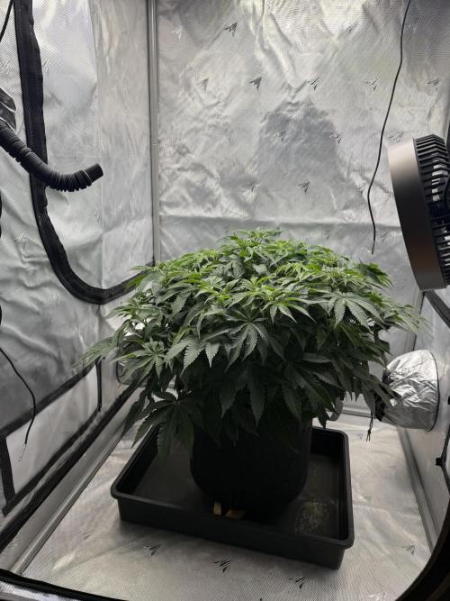 We are starting. Week 9 - Day 63/42cm (12/12 Day 7)