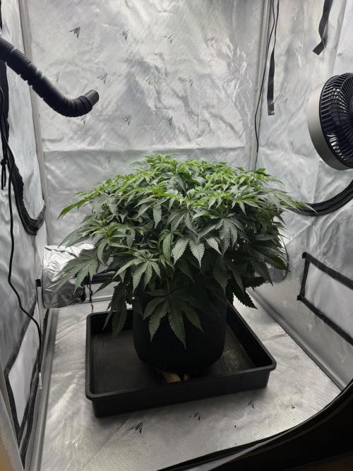 We are starting. Week 9 - Day 63/42cm (12/12 Day 7)