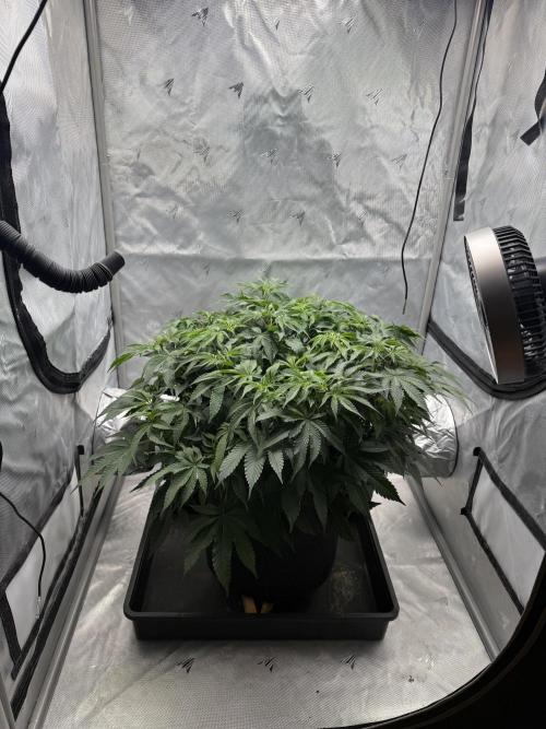 We are starting. Week 9 - Day 63/42cm (12/12 Day 7)