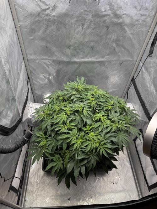 We are starting. Week 9 - Day 63/42cm (12/12 Day 7)