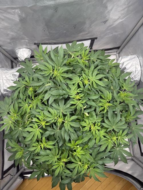 We are starting. Week 9 - Day 63/42cm (12/12 Day 7)
