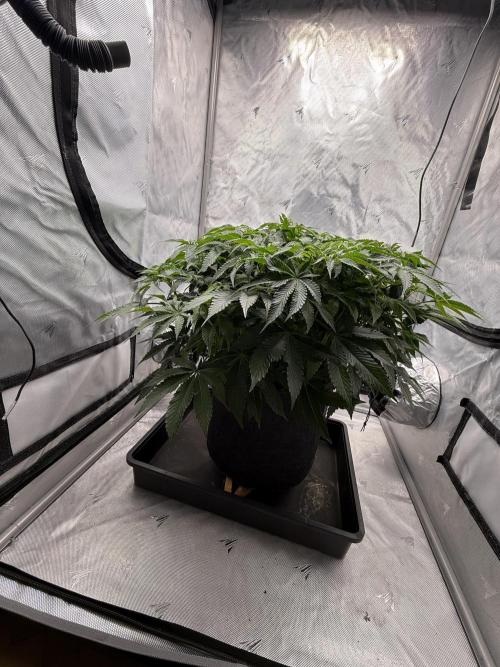 We are starting. Week 9 - Day 63/42cm (12/12 Day 7)