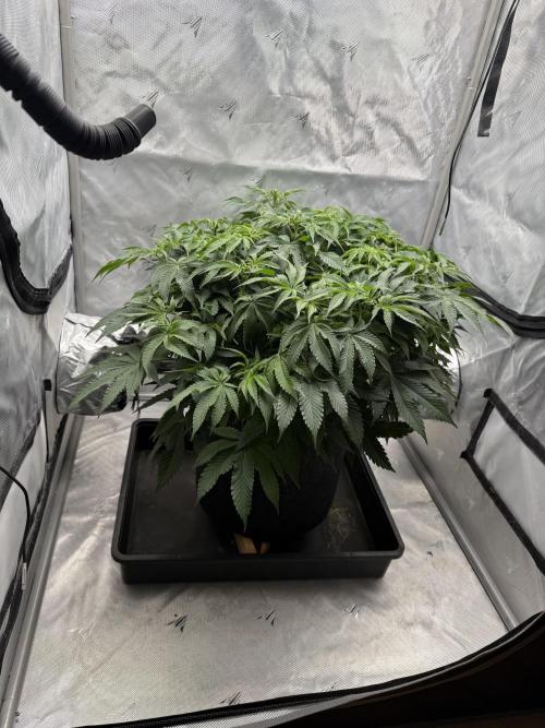 We are starting. Week 9 - Day 63/42cm (12/12 Day 7)