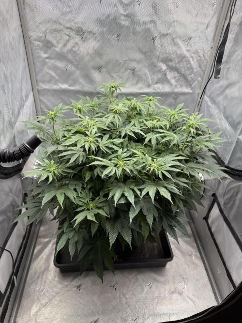 We are starting. Week 10 - Day 70/53cm (12/12 Day 14)