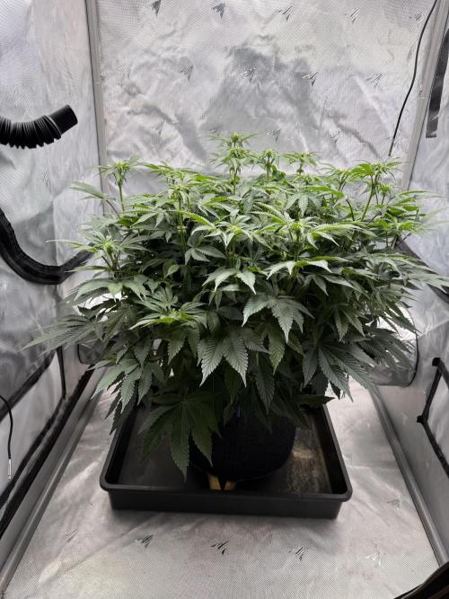 We are starting. Week 10 - Day 70/53cm (12/12 Day 14)