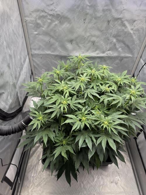 We are starting. Week 10 - Day 70/53cm (12/12 Day 14)