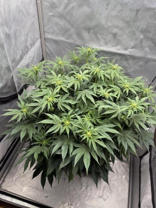 We are starting. Week 10 - Day 70/53cm (12/12 Day 14)