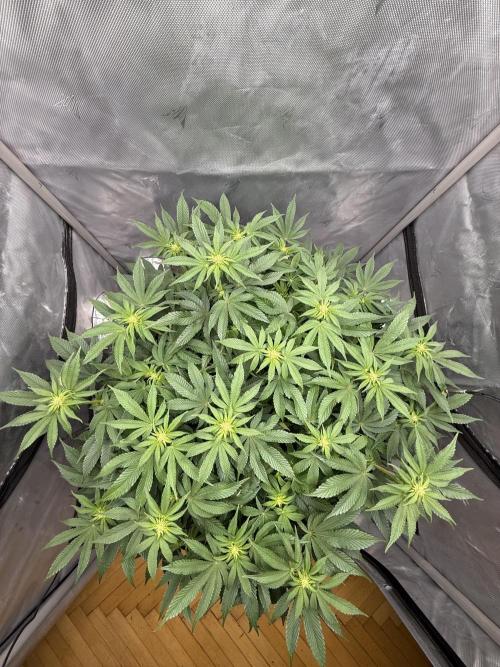 We are starting. Week 10 - Day 70/53cm (12/12 Day 14)