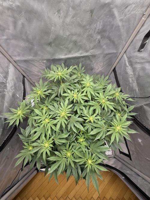 We are starting. Week 10 - Day 70/53cm (12/12 Day 14)