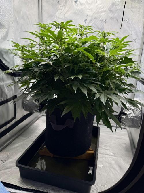 We are starting. Week 10 - Day 70/53cm (12/12 Day 14)