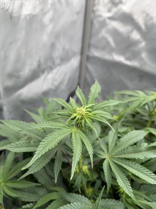 We are starting. Week 10 - Day 70/53cm (12/12 Day 14)