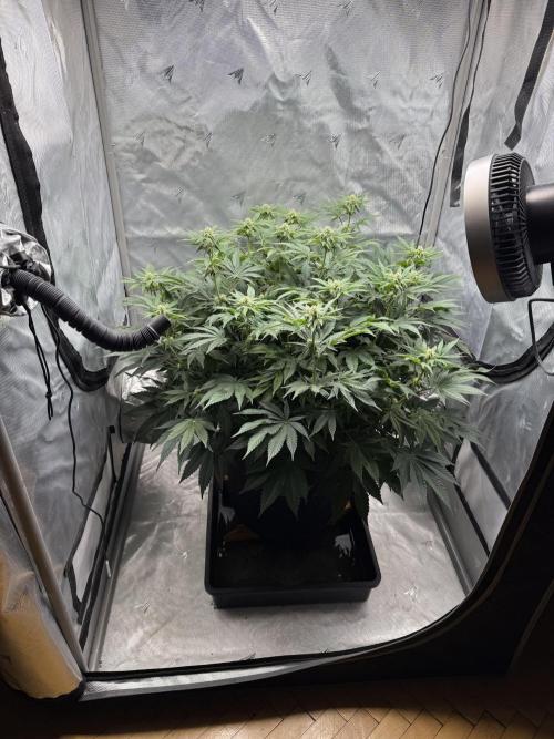 We are starting. Week 11 - Day 76/60cm (12/12 Day 20)