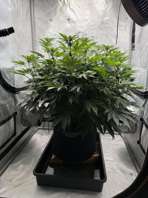 We are starting. Week 11 - Day 76/60cm (12/12 Day 20)