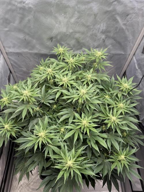 We are starting. Week 11 - Day 76/60cm (12/12 Day 20)