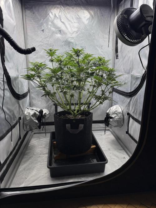 We are starting. Week 11 - Day 76/60cm (12/12 Day 20)