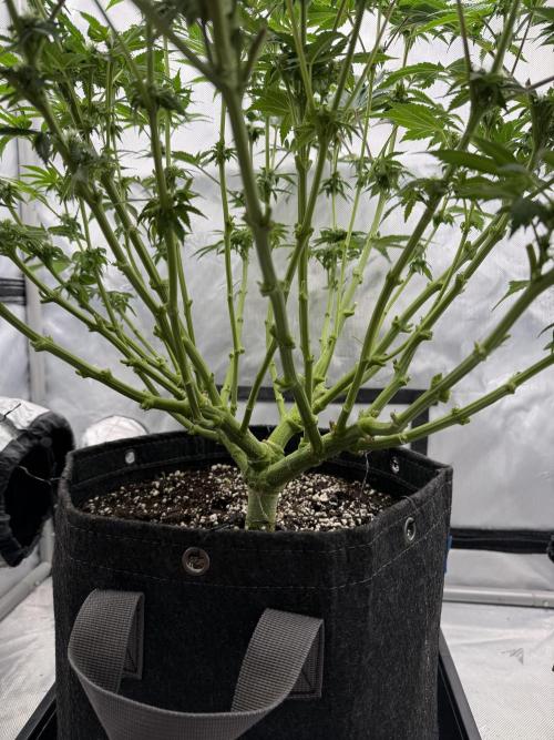 We are starting. Week 11 - Day 76/60cm (12/12 Day 20)