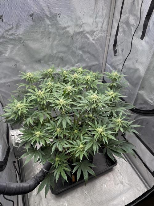 We are starting. Week 11 - Day 77/60cm (12/12 Day 21)