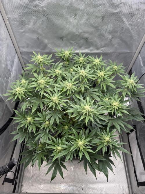 We are starting. Week 11 - Day 77/60cm (12/12 Day 21)