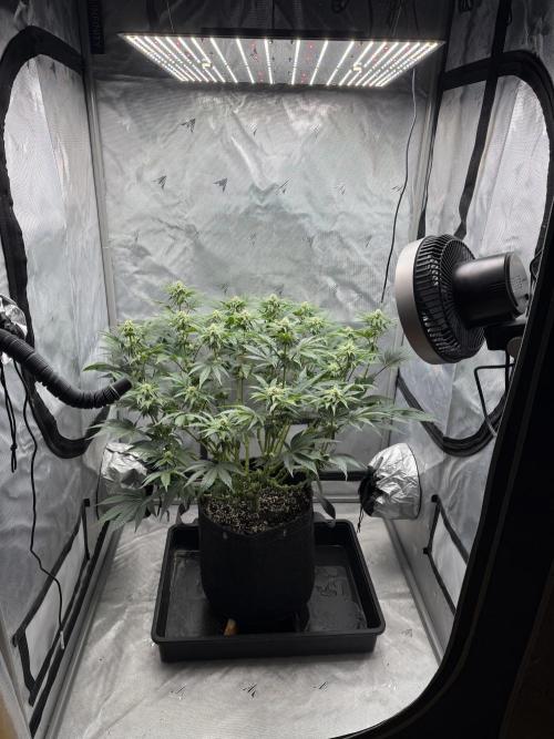We are starting. Week 11 - Day 77/60cm (12/12 Day 21)