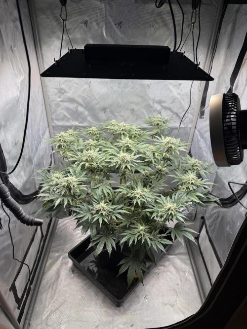We are starting. Week 12 - Day 84/60cm (12/12 day 28)