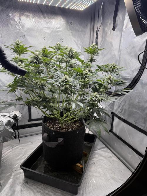 We are starting. Week 12 - Day 84/60cm (12/12 day 28)
