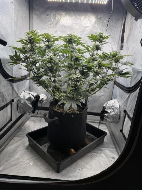 We are starting. Week 12 - Day 84/60cm (12/12 day 28)