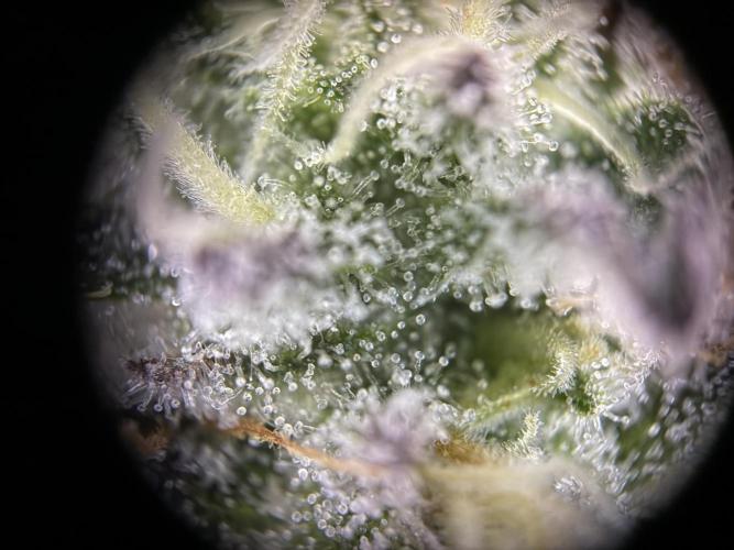 We are starting. Week 13 - Day 91/60cm (12/12 Day 35) Test microscopu 