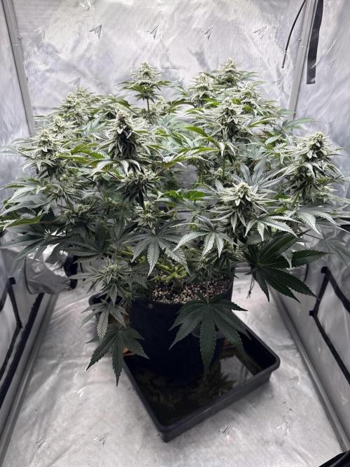 We are starting. Week 13 - Day 91/60cm (12/12 Day 35)