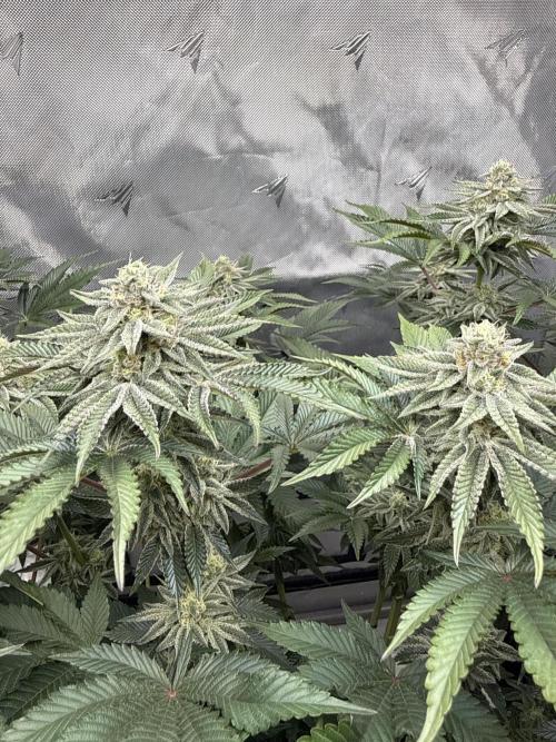 We are starting. Week 13 - Day 91/60cm (12/12 Day 35)
