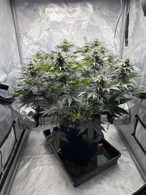 We are starting. Week 13 - Day 91/60cm (12/12 Day 35)