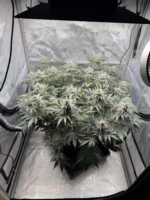 We are starting. Week 14 - Day 98/60cm (12/12 day 42)