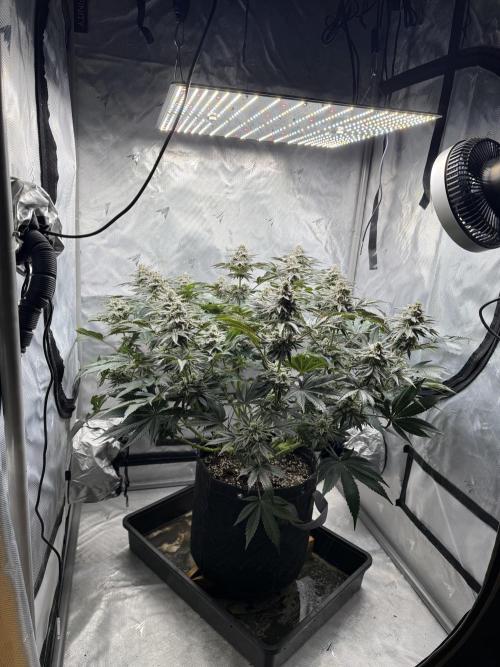 We are starting. Week 14 - Day 98/60cm (12/12 day 42)