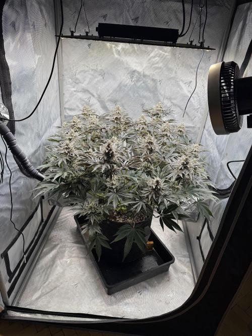 We are starting. Week 15 - Day 105/62cm (12/12 day 49)