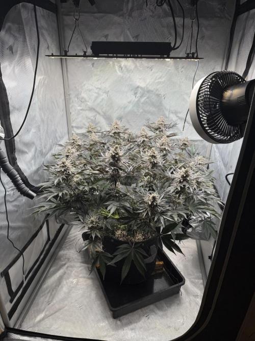 We are starting. Week 16 - Day 112/62cm (12/12 day 56)