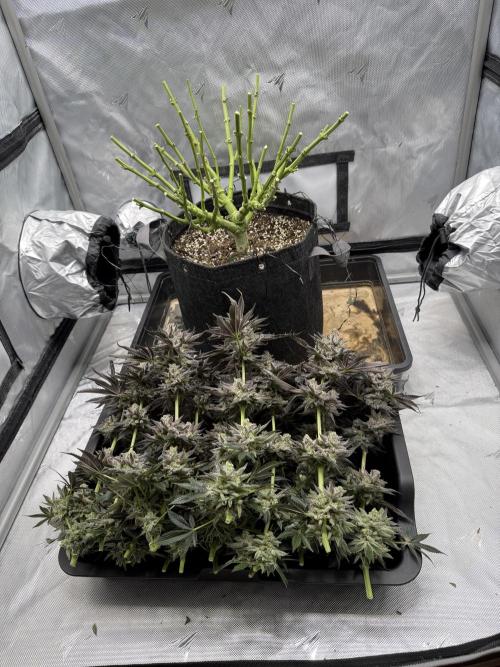 We are starting. Week 17 - Day 114/62cm (12/12 day 58)