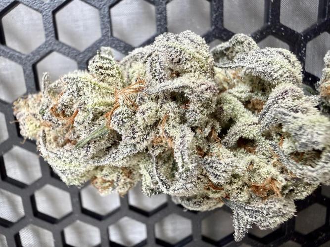 We are starting. Week 17 - Drying - day 5