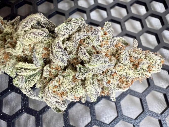 We are starting. Week 17 - Drying - day 5