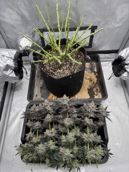 Cloudlab 733 Advance Grow Tent 3x3 (36 x 36 x 72). Week 17
