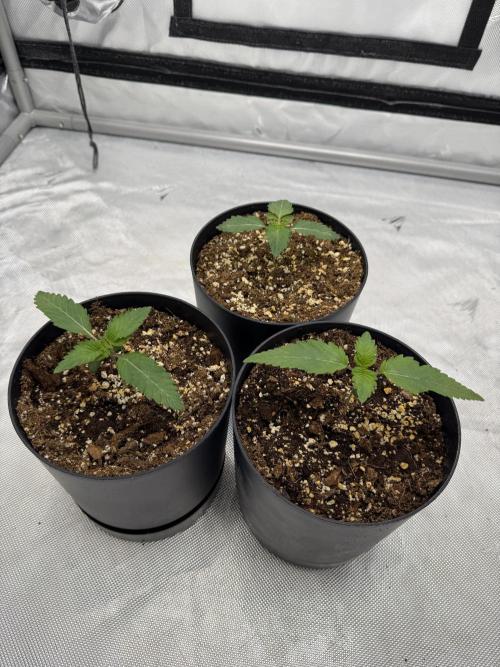 Second round. Week 1