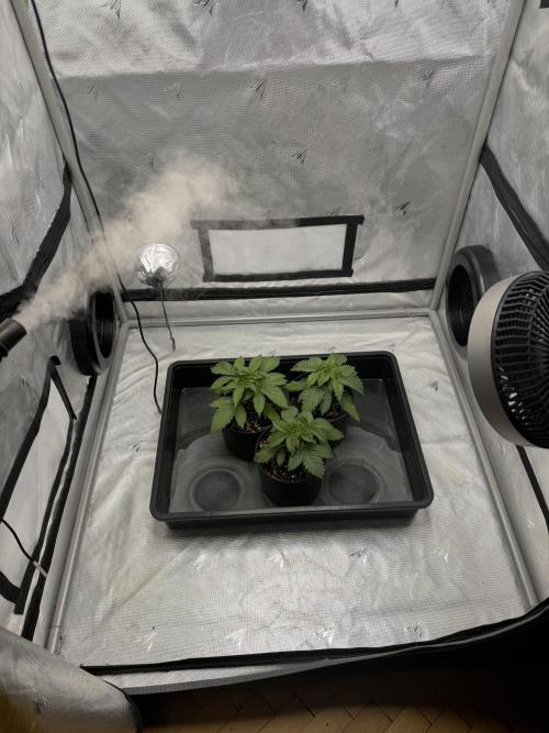 AI Grow Tent System 3x3 with Integrated Controls. Week 2