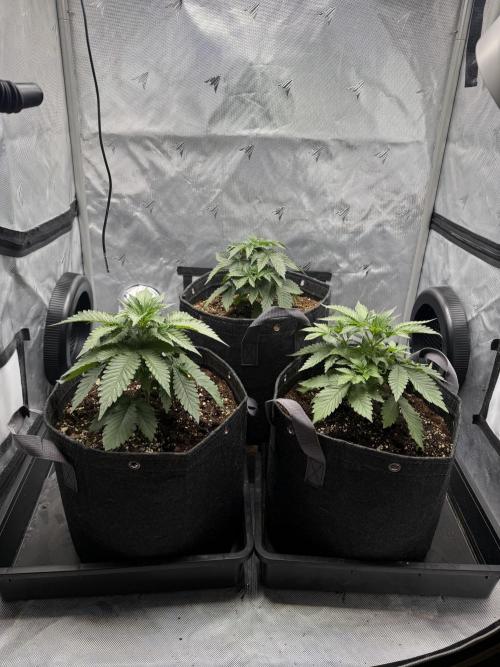 Second round. Week 3 - Day 21/20cm