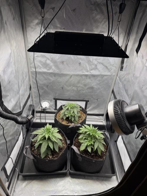 Second round. Week 3 - Day 21/20cm