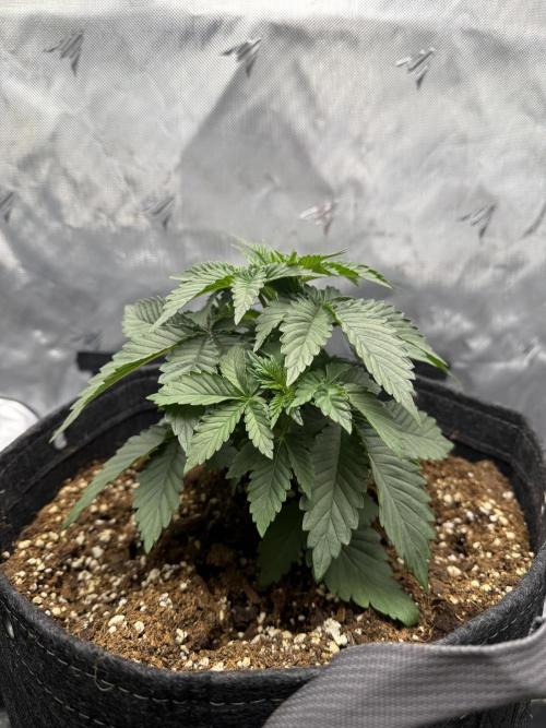 Second round. Week 3 - Day 21/20cm