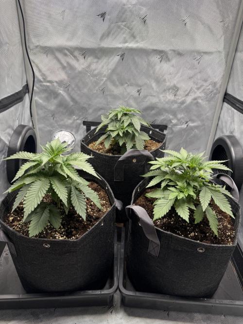 AI Grow Tent System 3x3 with Integrated Controls. Week 3