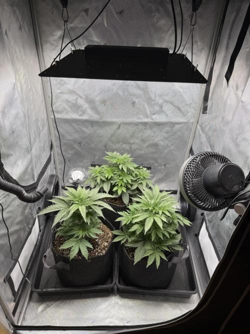 Second round. Week 4 - Day 28/28cm