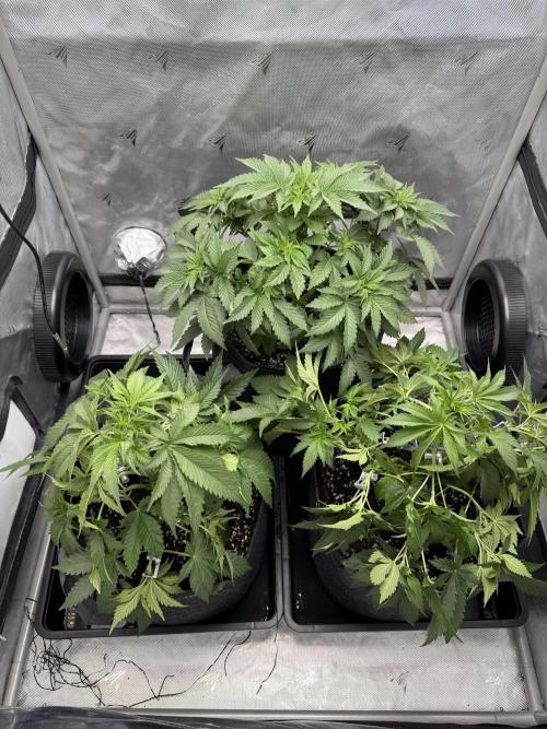 Second round. Week 5 - Day 29 - LST, DEFO