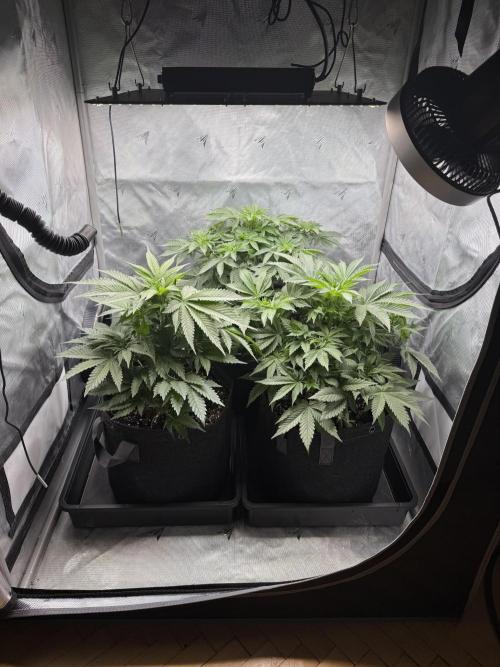 Second round. Week 5 - Day 35/35cm - switch