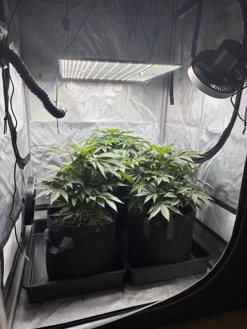 Second round. Week 5 - Day 35/35cm - switch