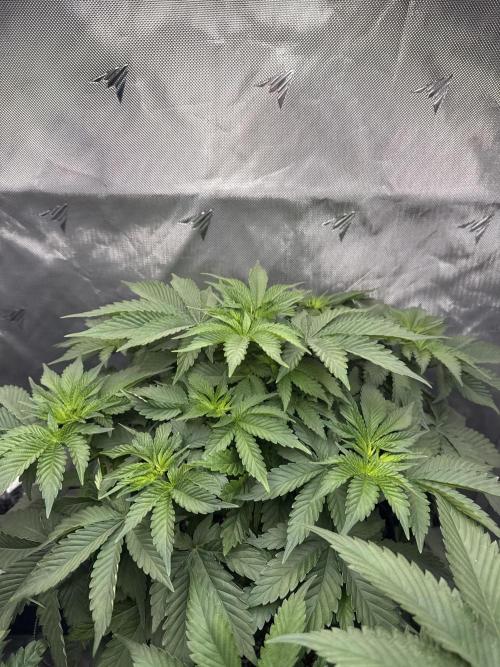 Second round. Week 5 - Day 35/35cm - switch