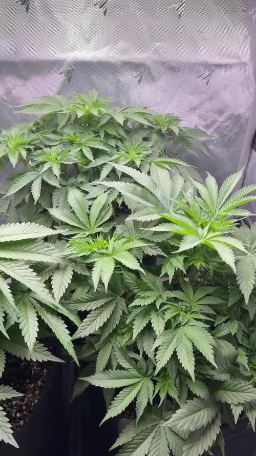 AI Grow Tent System 3x3 with Integrated Controls. Week 5